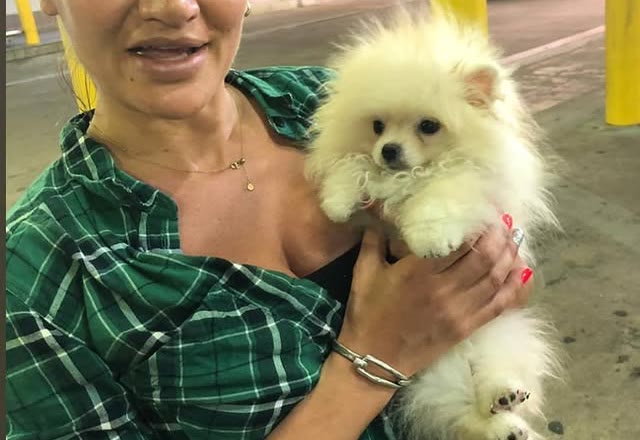 Bramble, Pomeranian puppy adopted by Amelia H.